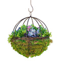 Succulents in Metal Orb - 12" - Roger's Gardens