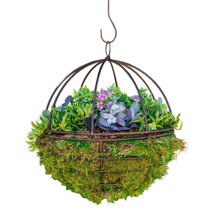 Succulents in Metal Orb - 12" - Roger's Gardens