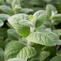 Mint 'Apple' - 4" Pot