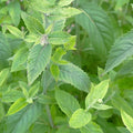 Mint 'Asian' - 4" Pot