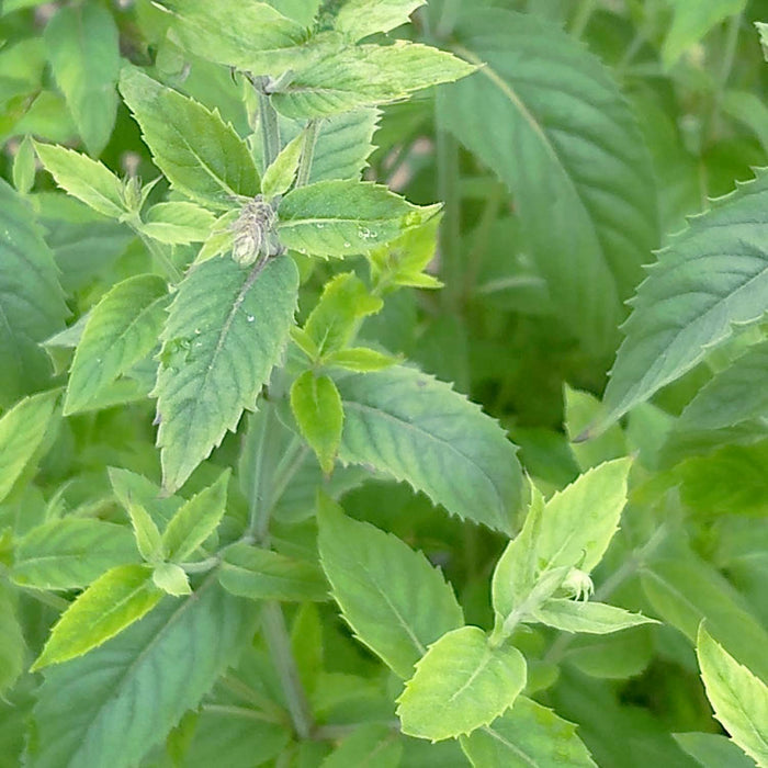 Mint 'Asian' - 4" Pot