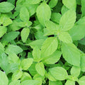 Mint 'Banana' - 4" Pot