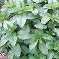 Mint 'Basil' - 4" Pot