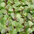 Mint 'Berries & Cream' - 4" Pot
