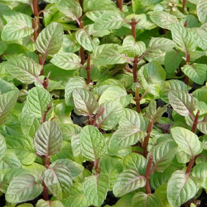 Mint 'Berries & Cream' - 4" Pot