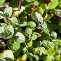 Mint 'Chocolate' - 4" Pot