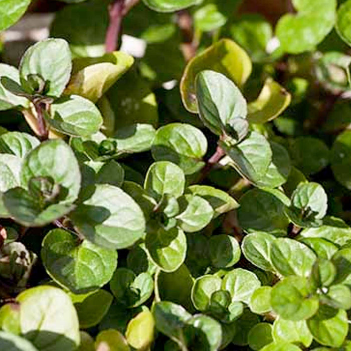 Mint 'Chocolate' - 4" Pot