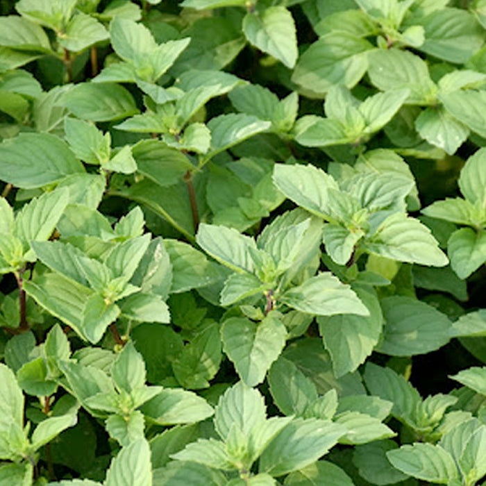 Mint 'Ginger' - 4" Pot