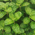 Mint 'Grapefruit' - 4" Pot
