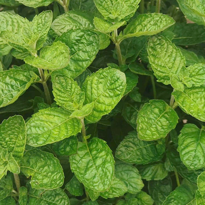 Mint 'Grapefruit' - 4" Pot