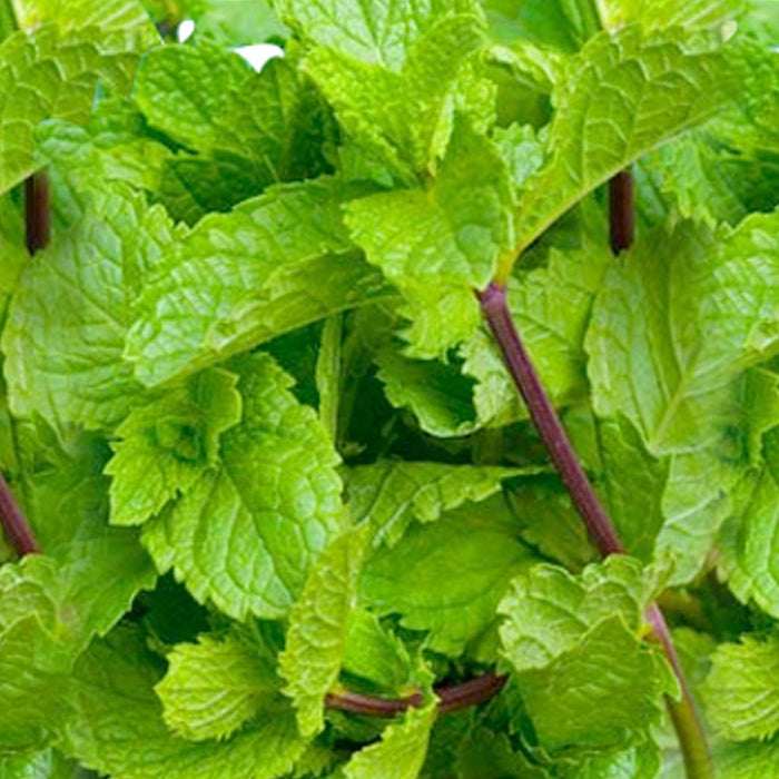 Mint 'Indian' - 4" Pot