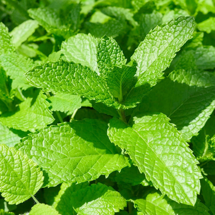 Mint 'Kentucky Colonel' - 4" Pot