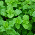 Mint 'Mojito' - 4" Pot