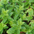 Mint 'Moroccan' - 4" Pot