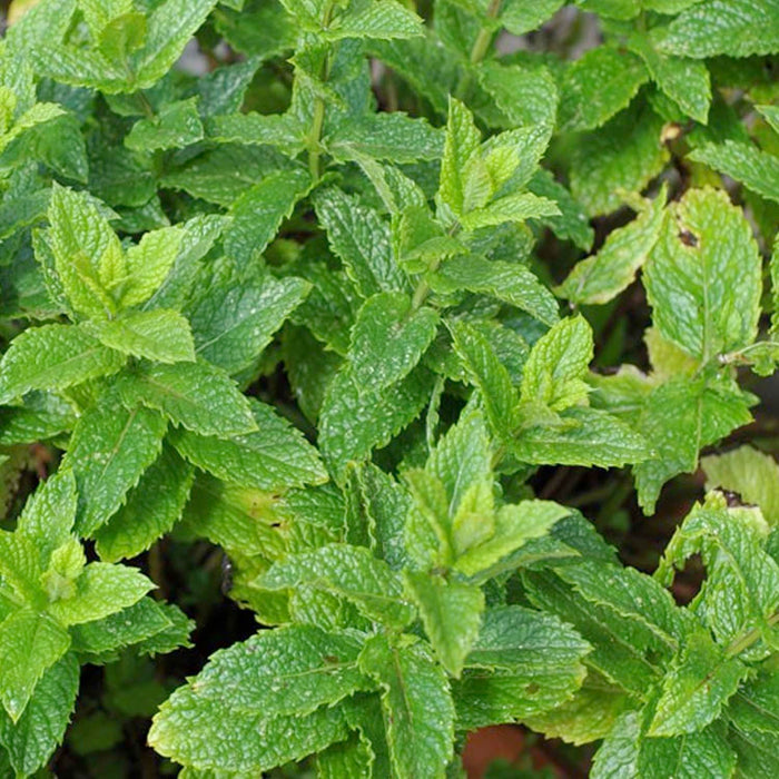 Mint 'Moroccan' - 4" Pot