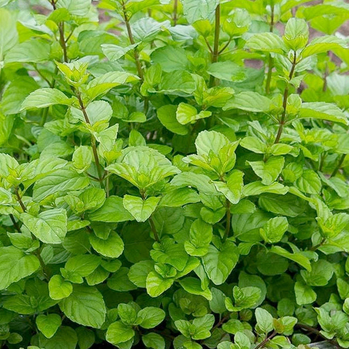 Mint 'Orange' - 4" Pot