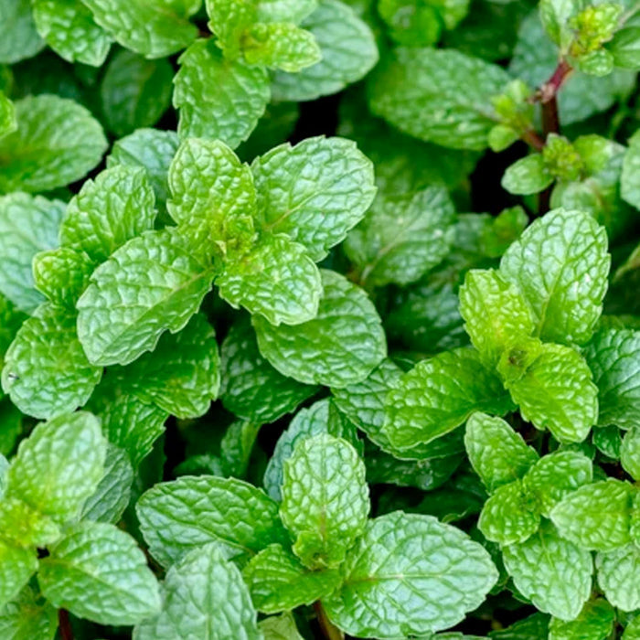 Mint 'Peppermint' - 4" Pot