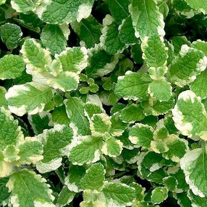 Mint 'Pineapple' - 4" Pot