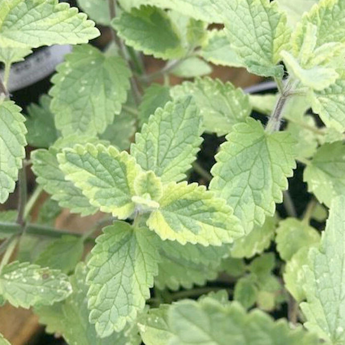 Mint 'Six Hills Gold' - 4" Pot