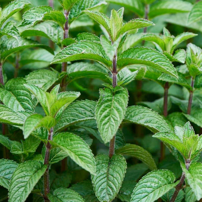 Mint 'Spearmint' - 4" Pot