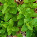Mint 'Strawberry' - 4" Pot