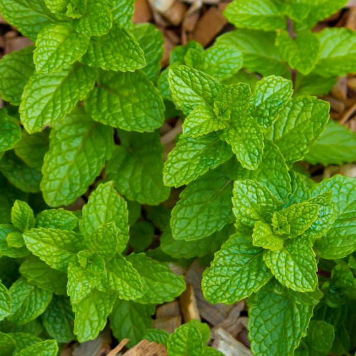 Mint 'Strawberry' - 4" Pot