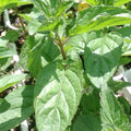 Mint 'Sweet Pear' - 4" Pot