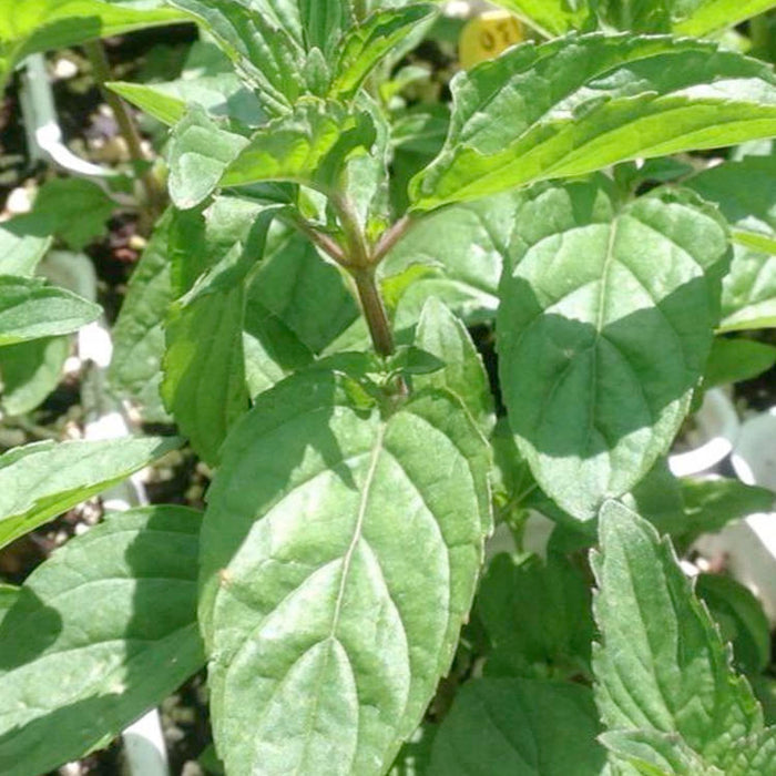 Mint 'Sweet Pear' - 4" Pot