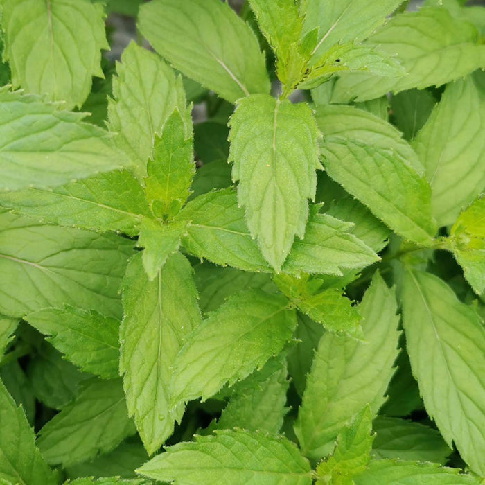 Mint 'Swiss' - 4" Pot