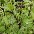 Mint 'Thai' - 4" Pot