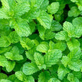 Mint 'Yerba Buena' - 4" Pot