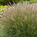 Miscanthus 'Gracillimus' - Graceful Maiden Grass - 5 Gallon - Roger's Gardens