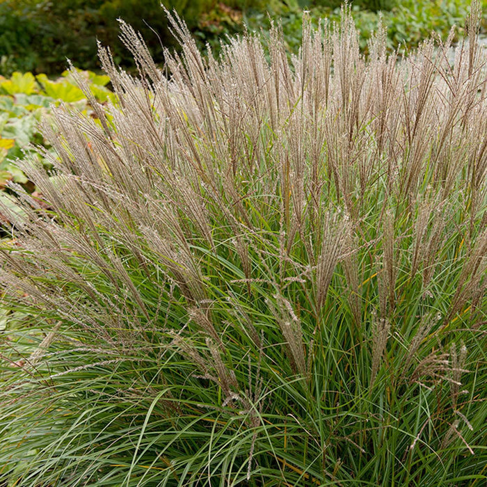 Miscanthus 'Gracillimus' - Graceful Maiden Grass - 5 Gallon - Roger's Gardens