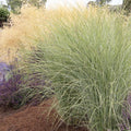 Miscanthus 'Morning Light' - Morning Light Maiden Grass - 2 Gallon - Roger's Gardens