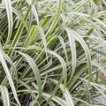 Miscanthus sin. 'Cabaret' - Cabaret Japanese Silver Grass - 2 Gallon - Roger's Gardens