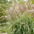 Miscanthus sin. 'Gracillimus' - Graceful Maiden Grass - 1 Gallon - Roger's Gardens
