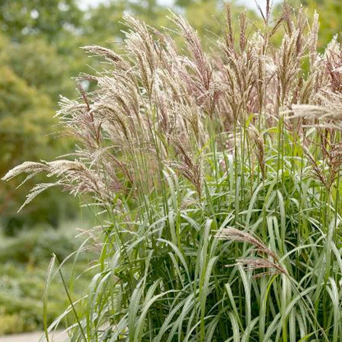 Miscanthus sin. 'Gracillimus' - Graceful Maiden Grass - 1 Gallon - Roger's Gardens