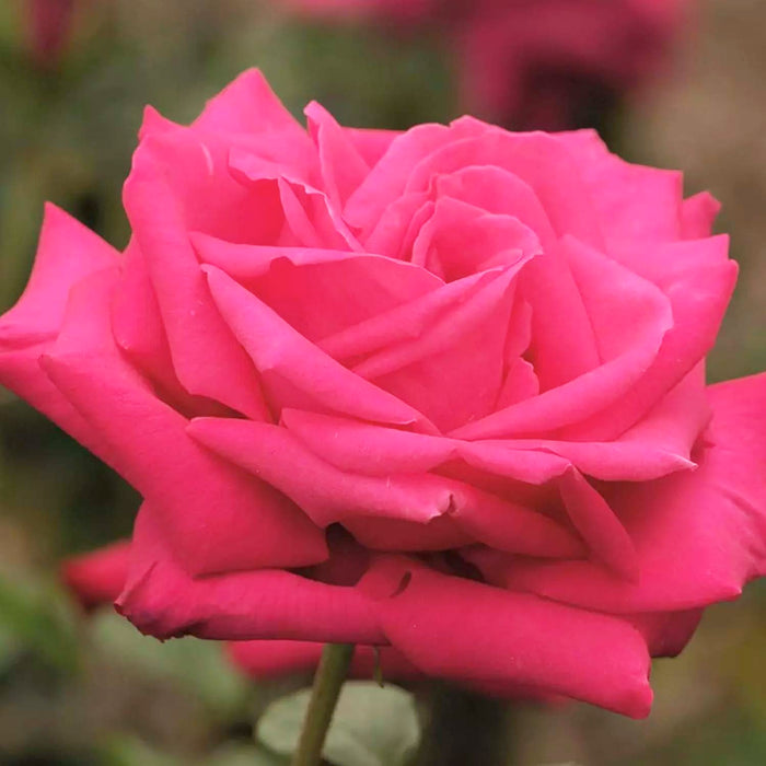 Miss All Am Beauty - 36" Tree - 5 Gallon