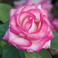 Miss Congeniality - 5 Gallon - Roger's Gardens
