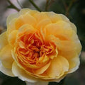 Molineux - 5 Gallon - Roger's Gardens