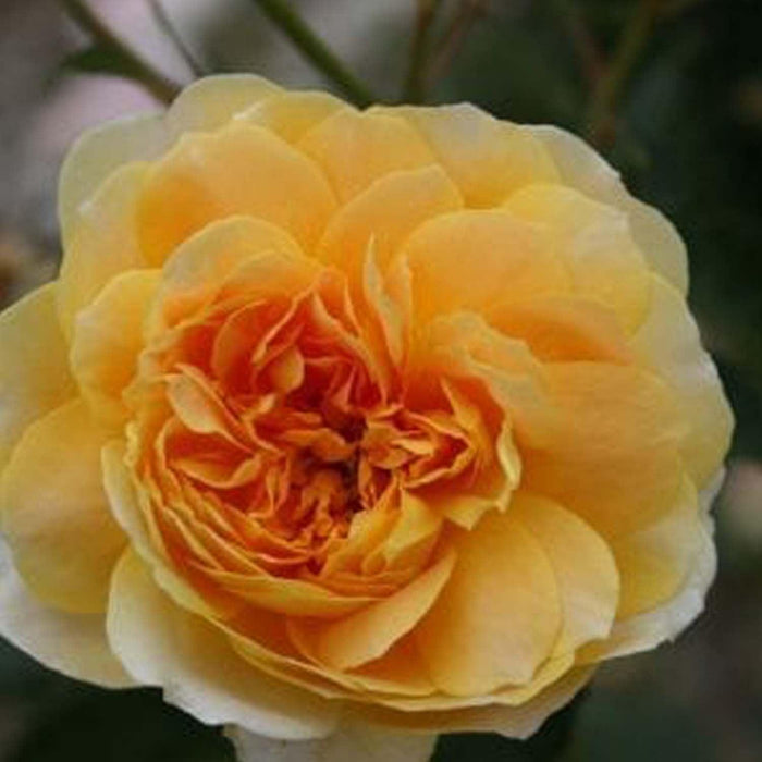 Molineux - 5 Gallon - Roger's Gardens