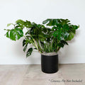 Monstera deliciosa - 10in - Roger's Gardens