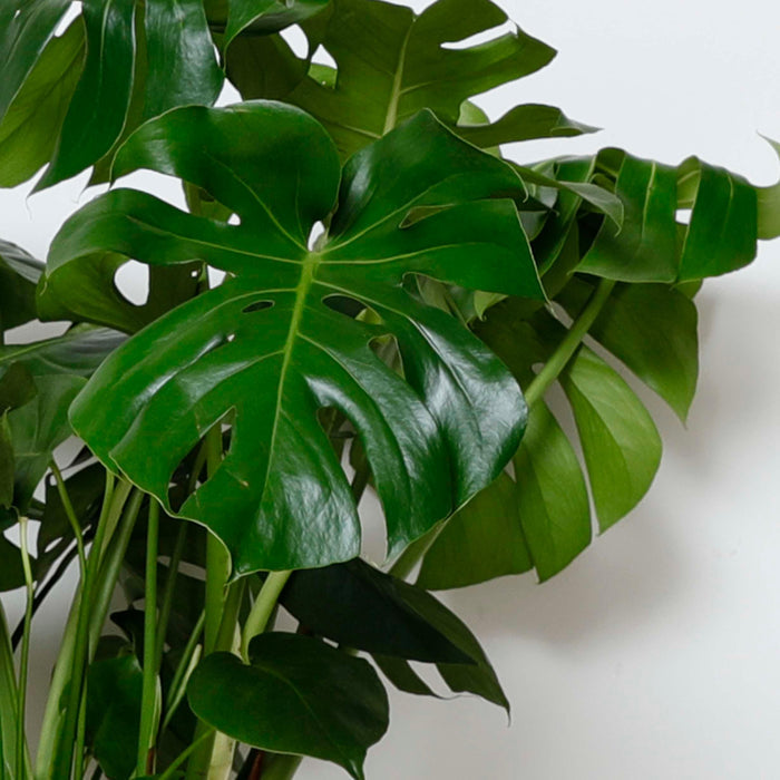 Monstera deliciosa - 10in - Roger's Gardens