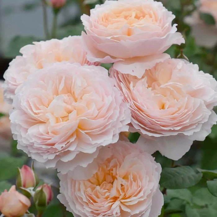 Moonlight In Paris - 5 Gallon - Roger's Gardens