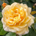Moonlight Romantica - 5 Gallon - Roger's Gardens