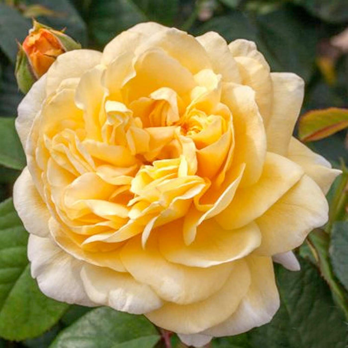 Moonlight Romantica - 5 Gallon - Roger's Gardens