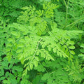 Moringa 'Dwarf' - 4" Pot