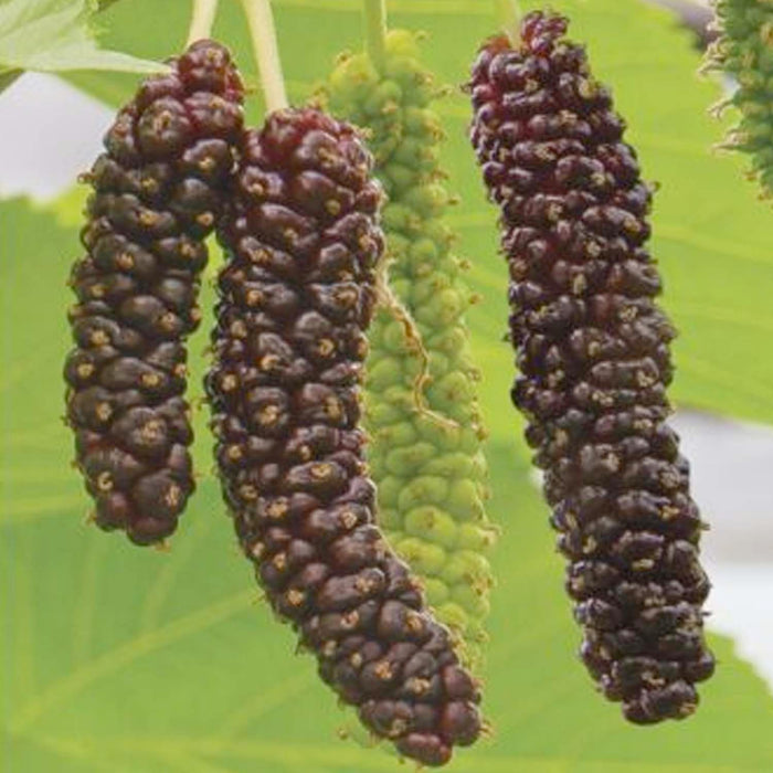 MORUS ALBA - 'PAKISTAN' (BLACK FRUITING) - #15 GALLON - Roger's Gardens