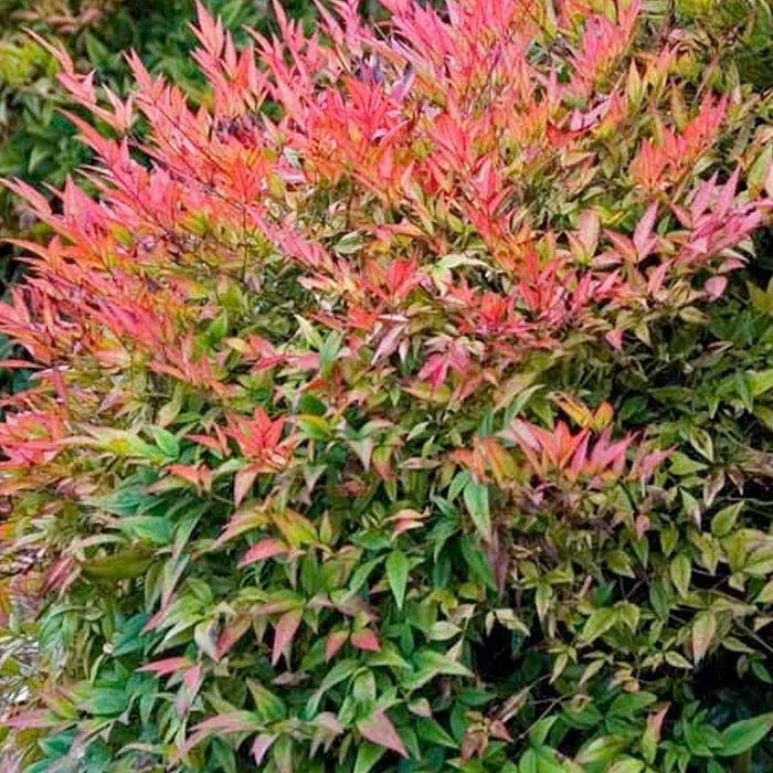 Nandina 'Gulfstream' - Gulf Stream Heavenly Bamboo - 5 Gallon - Roger's Gardens