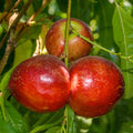 NECTARINE 'SNOW QUEEN' - SEMI-DWARF - #15 GALLON - Roger's Gardens